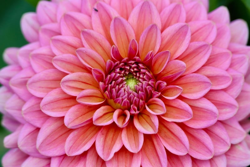 Surreal Horticulture