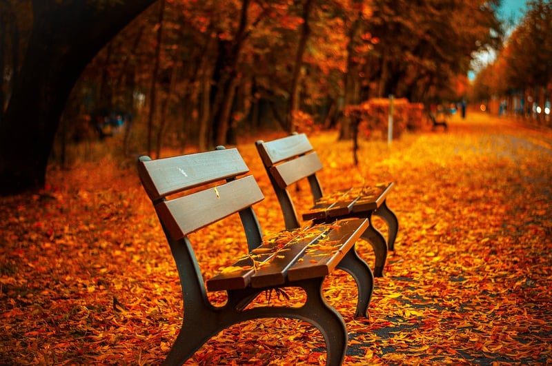 Mystical Bench